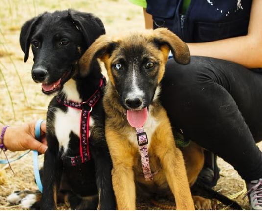 Rocky anda en búsqueda de un hogar amoroso