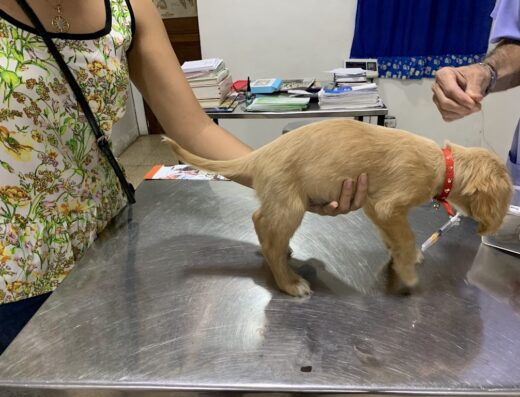 San Martin de Porres Veterinary Clinic