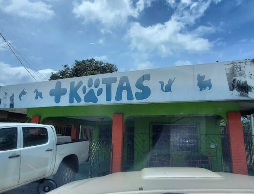 Clinica Veterinaria Dogs And Cats