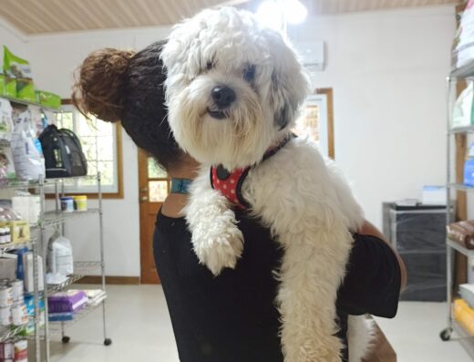 Bocas Vet Clinic