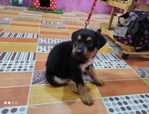 Zoomedik Clínica Veterinaria