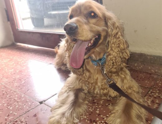 Clínica Veterinaria De Gracia
