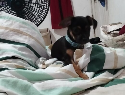 Clínica Veterinaria Mendoza