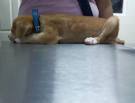 Clínica Veterinaria Vet Medical de Panamá