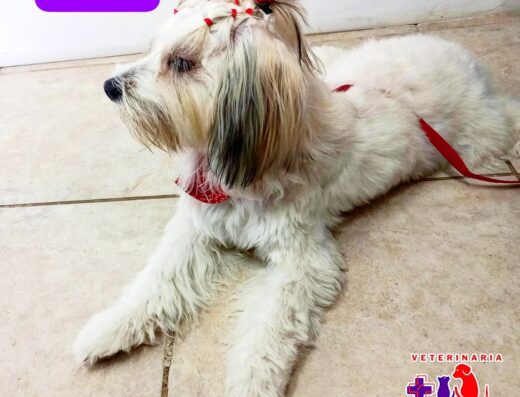 Veterinaria Animal center