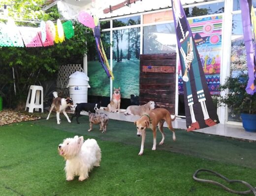 Pets Home Panama Hotel de Mascotas