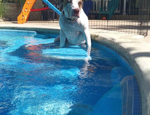 Kelev Pets Hotel Canino