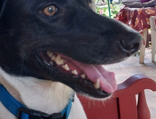 Hospedaje Canino @Casa Animal Pty, Santa Clara, Coclé