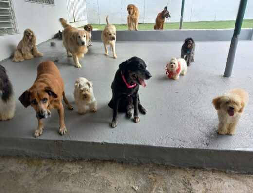THE PET PLACE