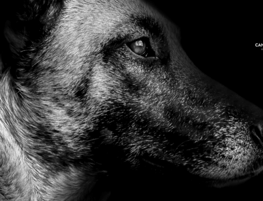 Canines and felines