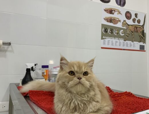 CENTRO VETERINARIO FAUNA