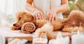 spa para mascotas