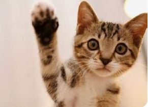 Otro anuncio de prueba de gatos